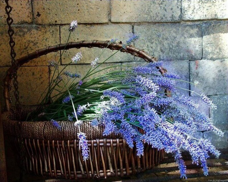 Lavender in a wicker basket