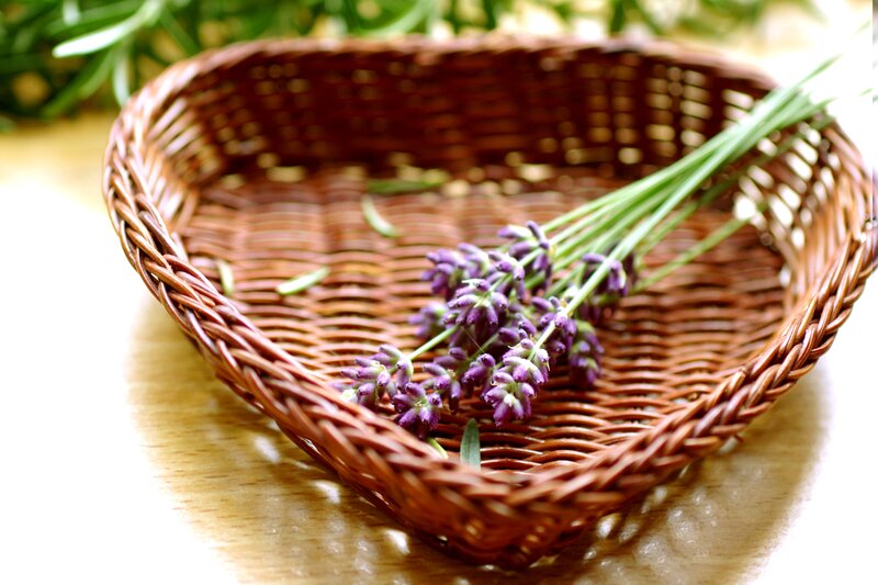 Lavender in Basket — Brown