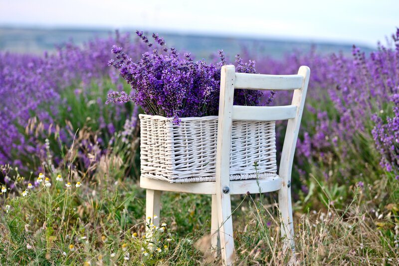 Lavender in Basket — Purple, Serene, Afternoon