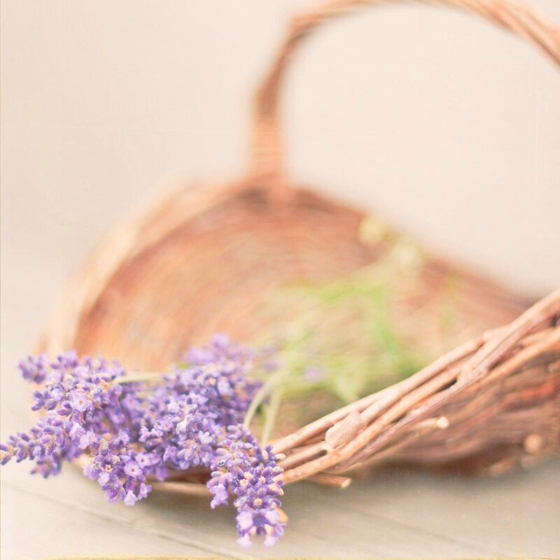 Lavender in Basket — Purple, Serene