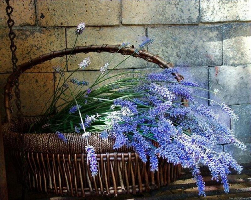 Lavender in Basket — Purple
