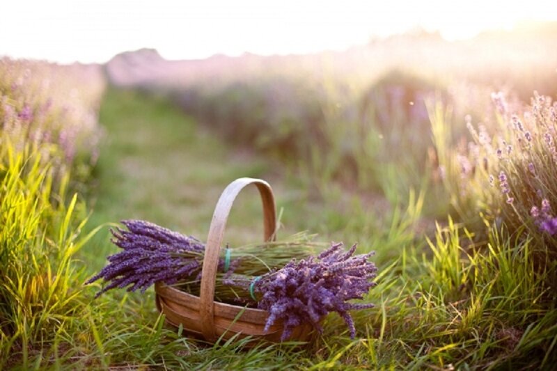 Lavender in Basket