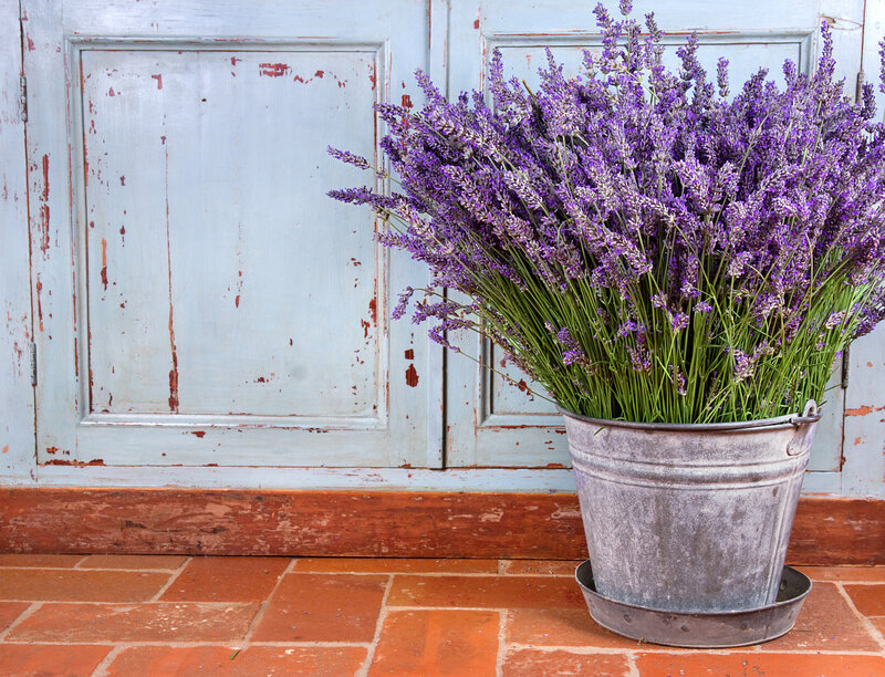Lavender in Metal Bucket — Purple