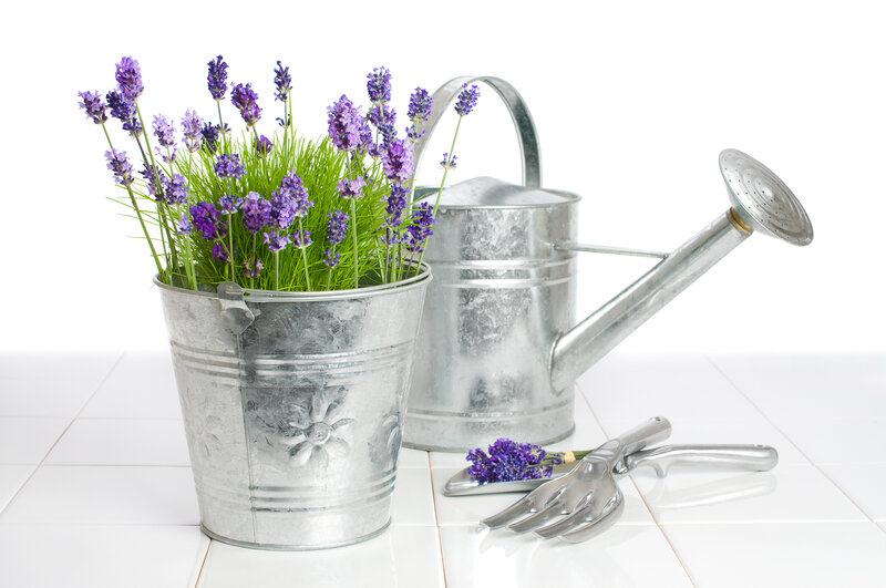 Lavender in Metal Bucket