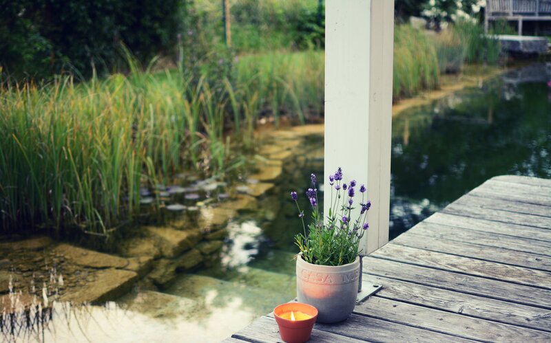 Lavender in Pot on Dock