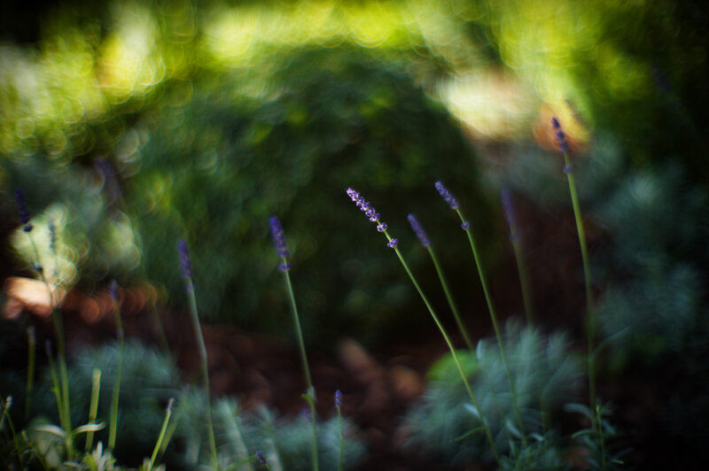 Lavender in Sunlight