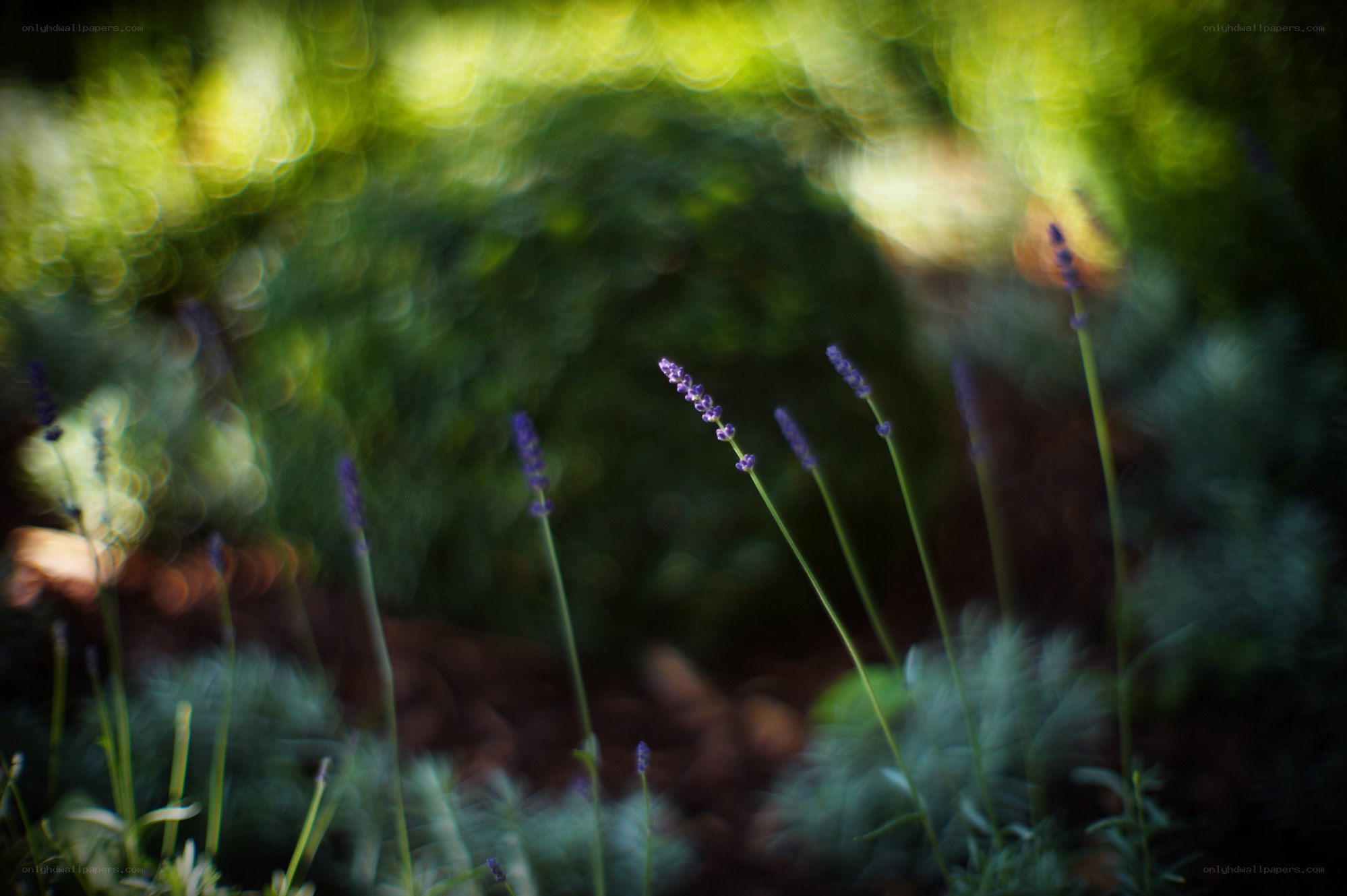 Lavender in Sunlight