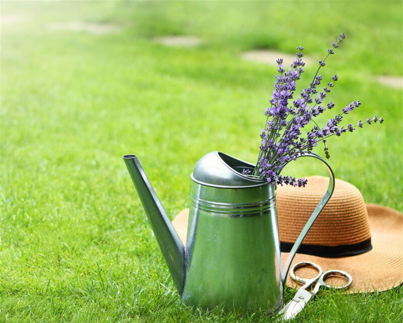 Lavender in Watering Can