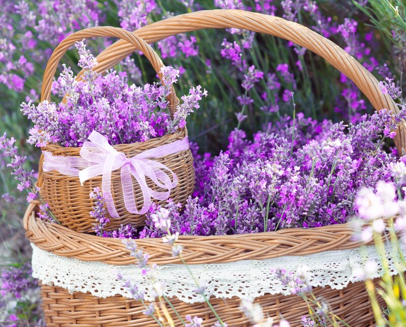 Lavender in Wicker Baskets