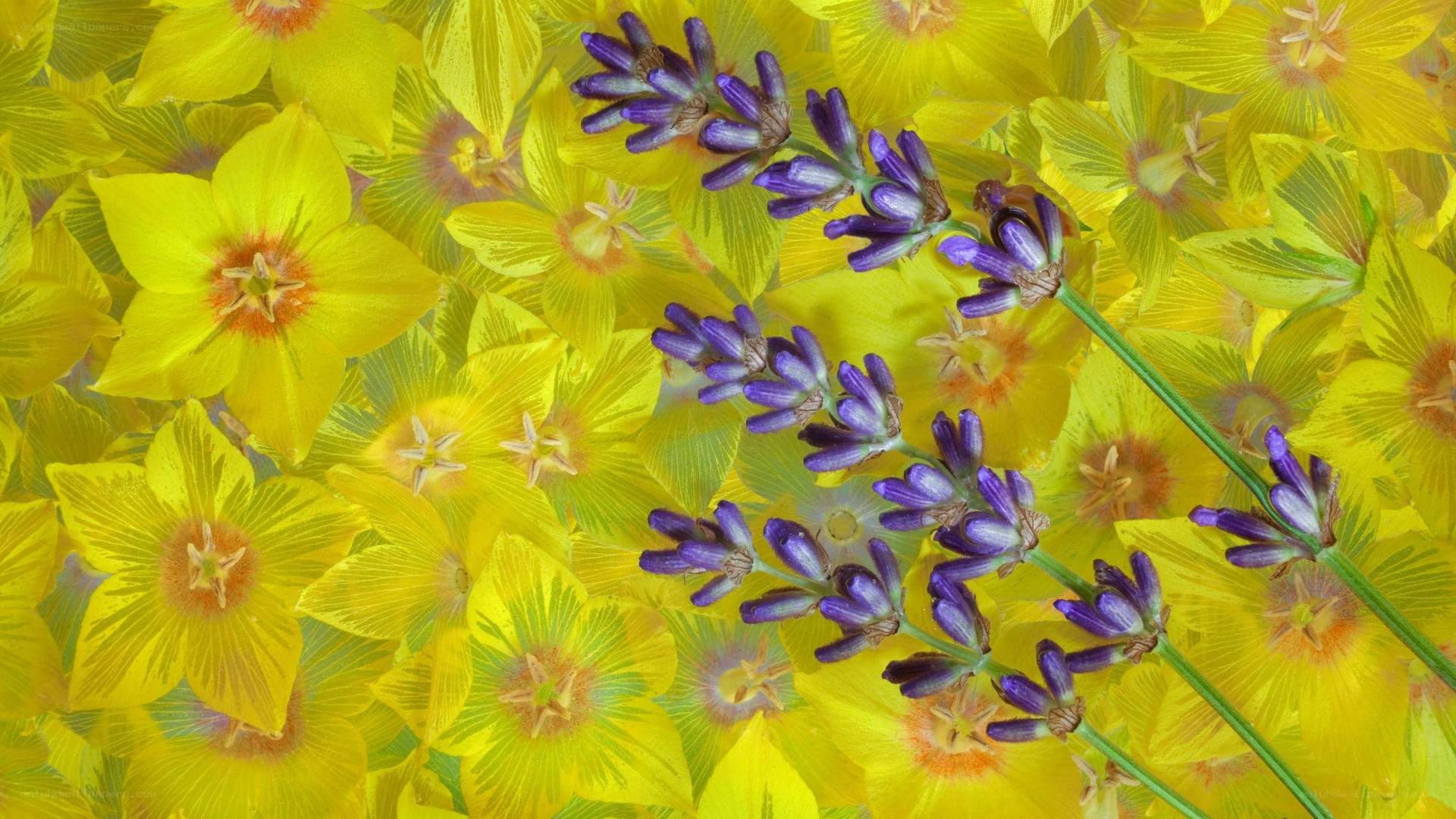Lavender on yellow flowers