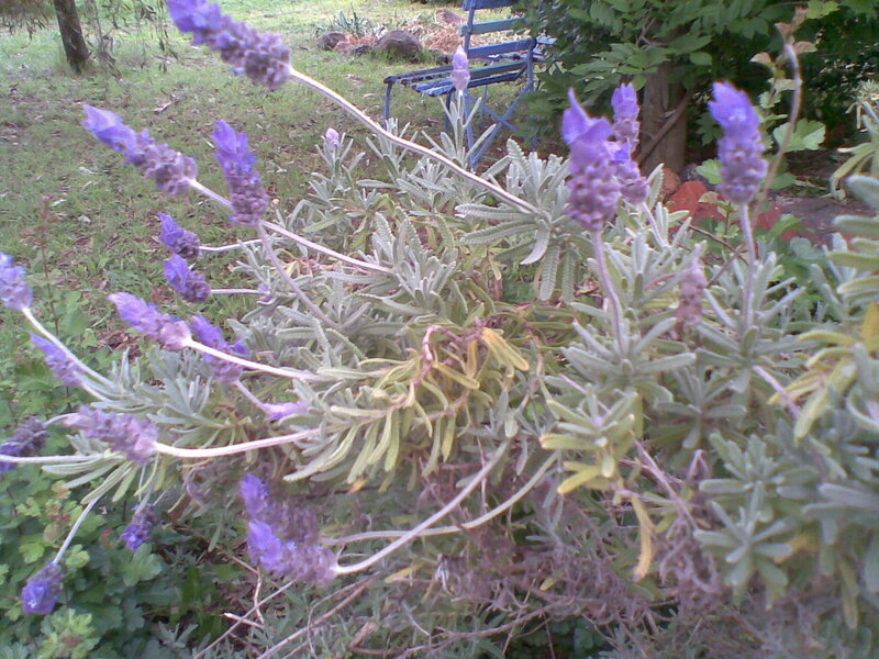Lavender Plant in Garden