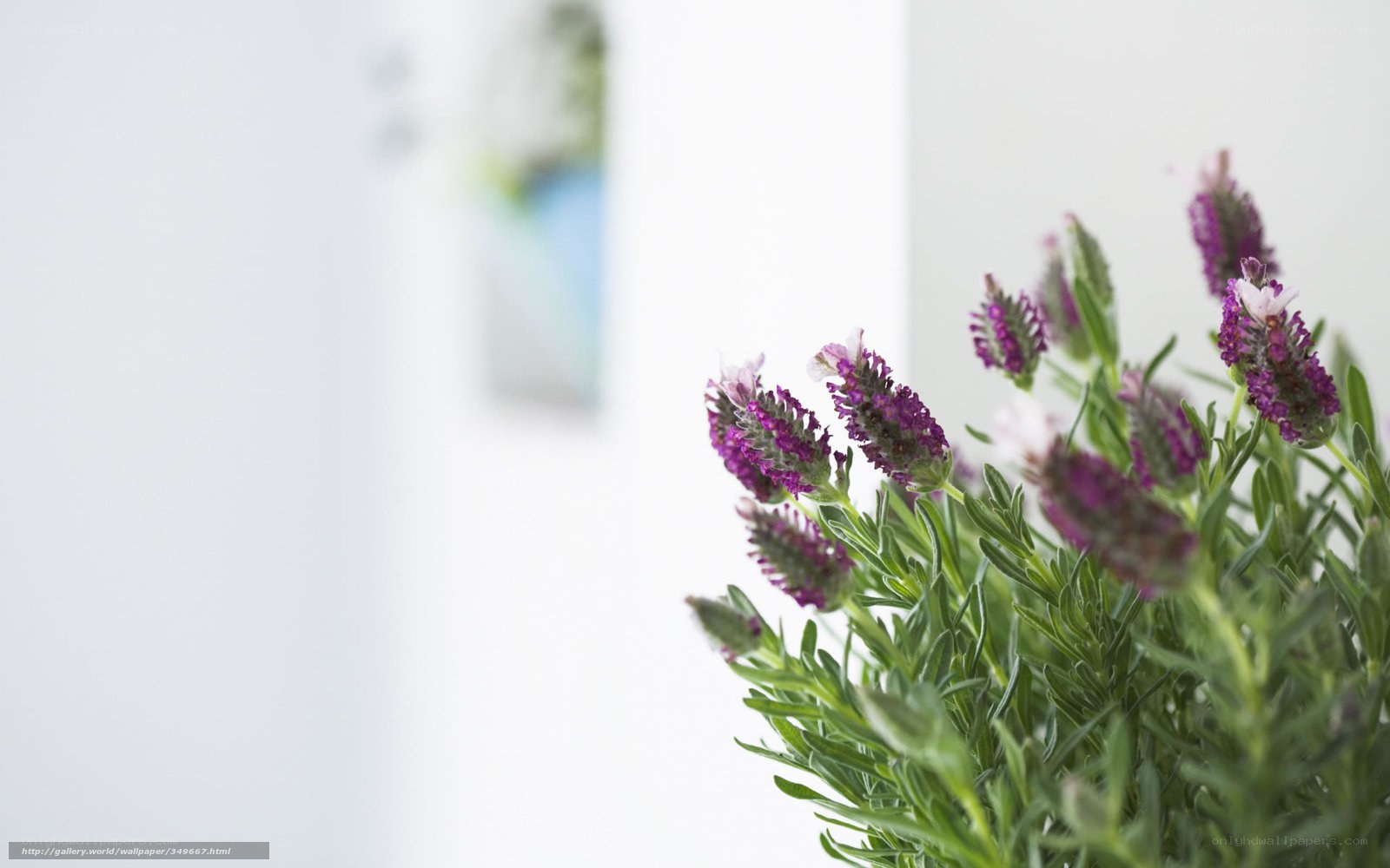 lavender plant in sunlight