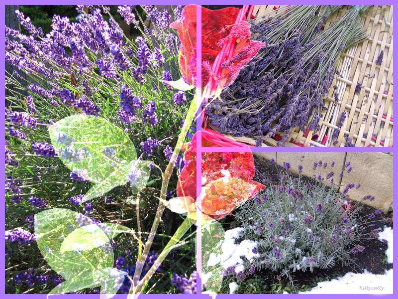 Lavender Plants in Garden — Purple