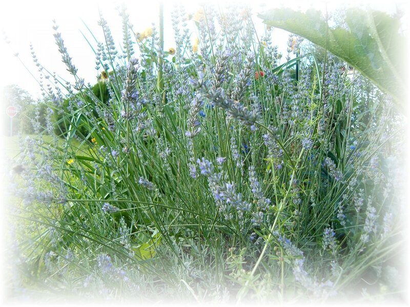 Lavender Plants in Garden