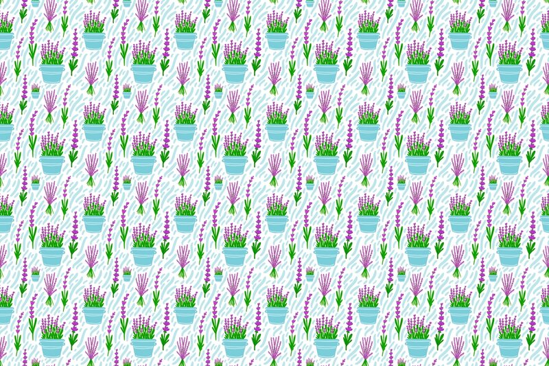 Lavender Plants in Pots