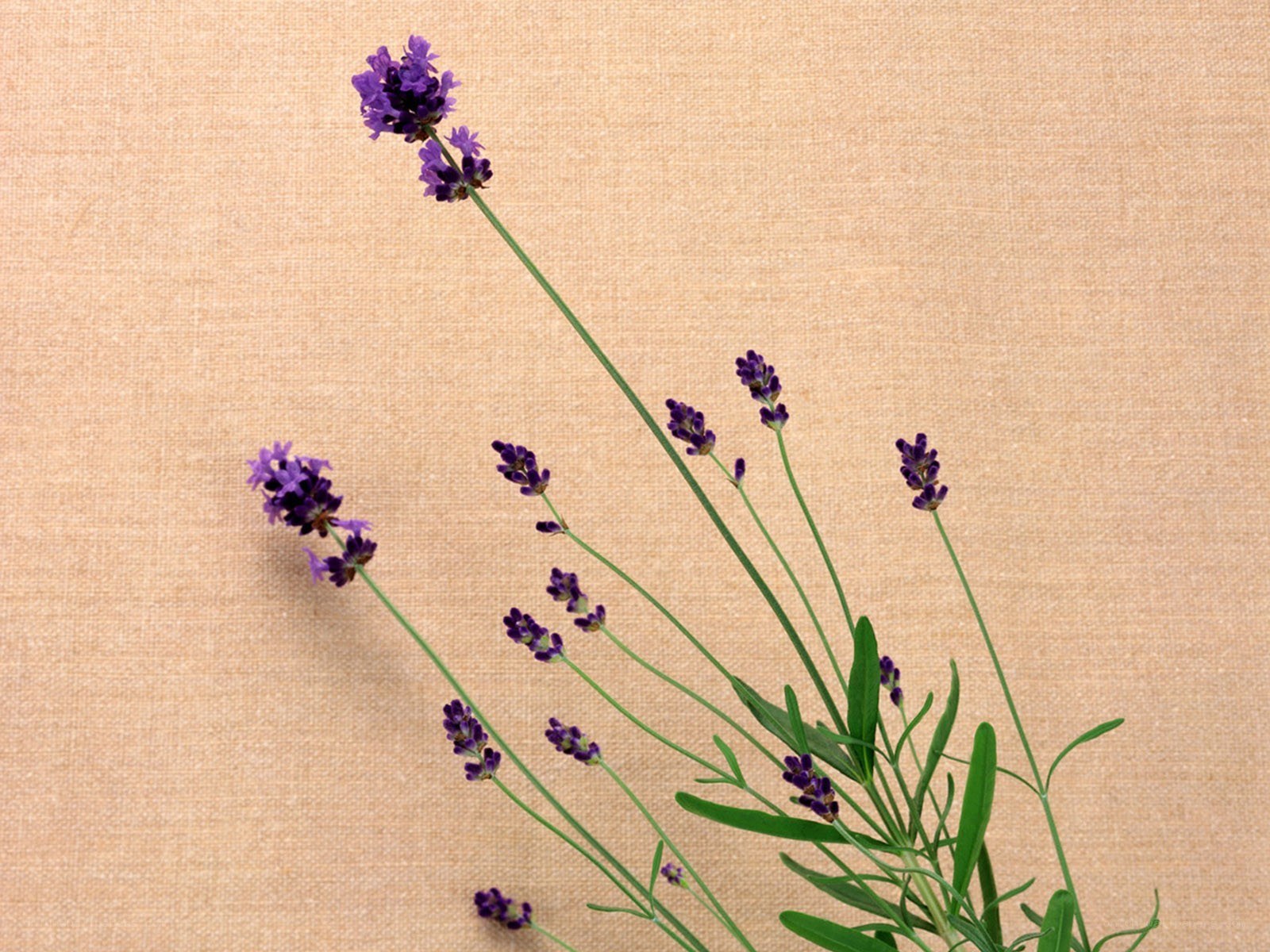 lavender sprigs on fabric