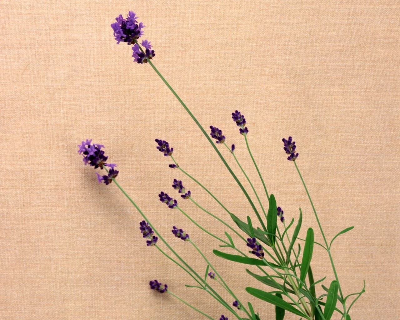Lavender sprigs on fabric