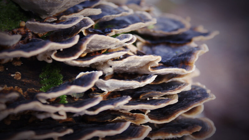 layered mushrooms on wood