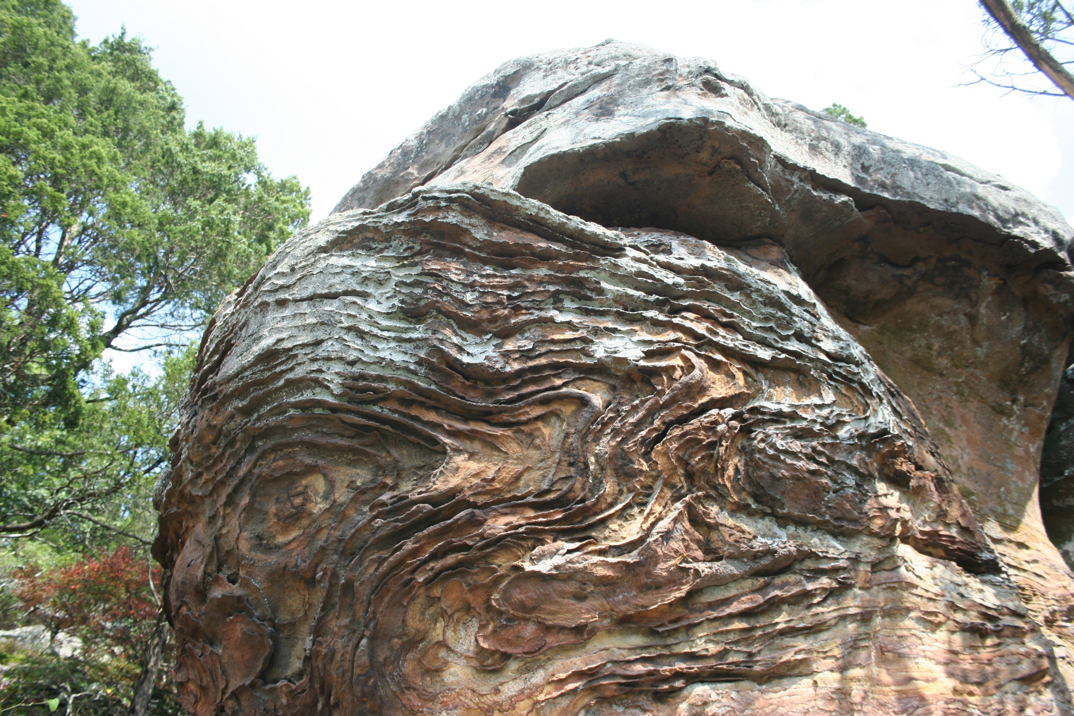 Layered rock formation in forest
