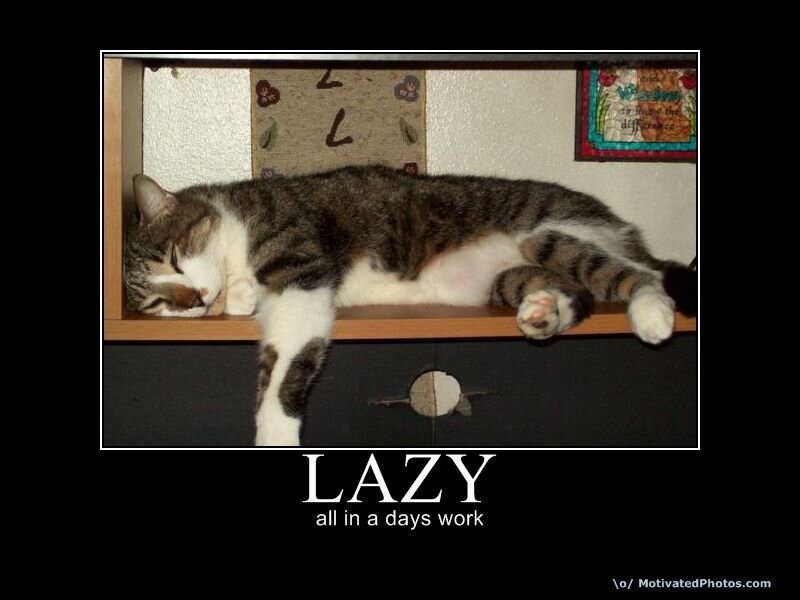 lazy cat at work