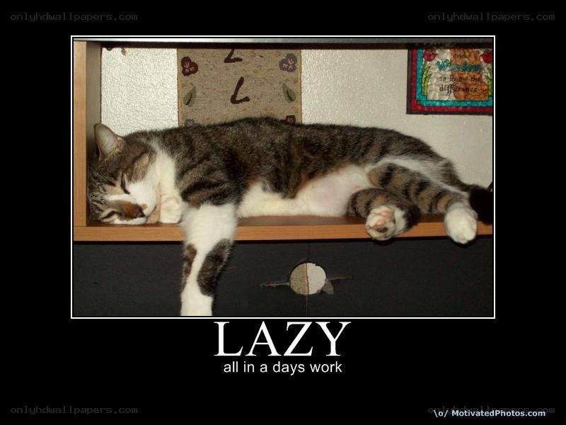lazy cat at work