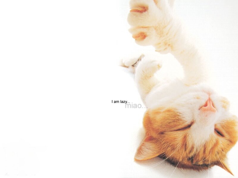 lazy cat sleeping
