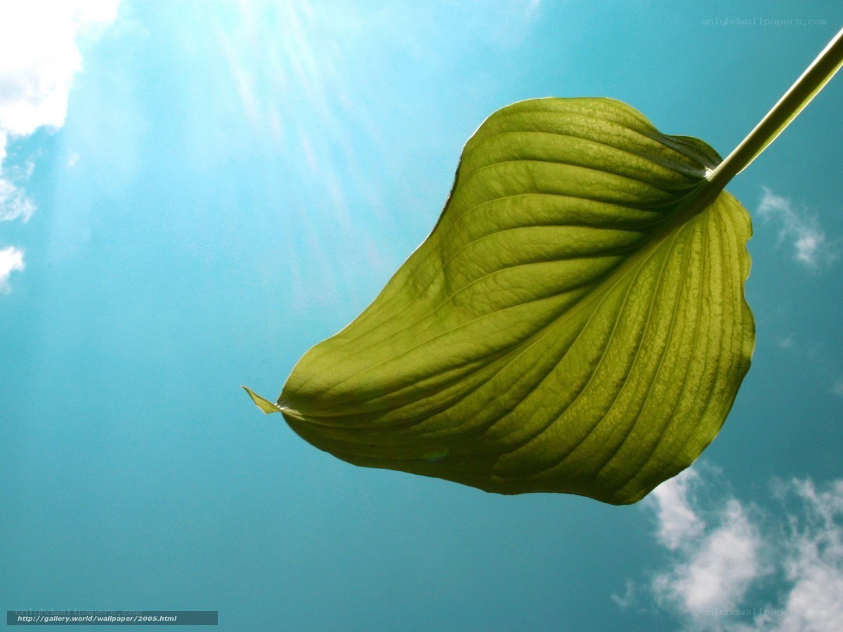 Leaf against blue sky