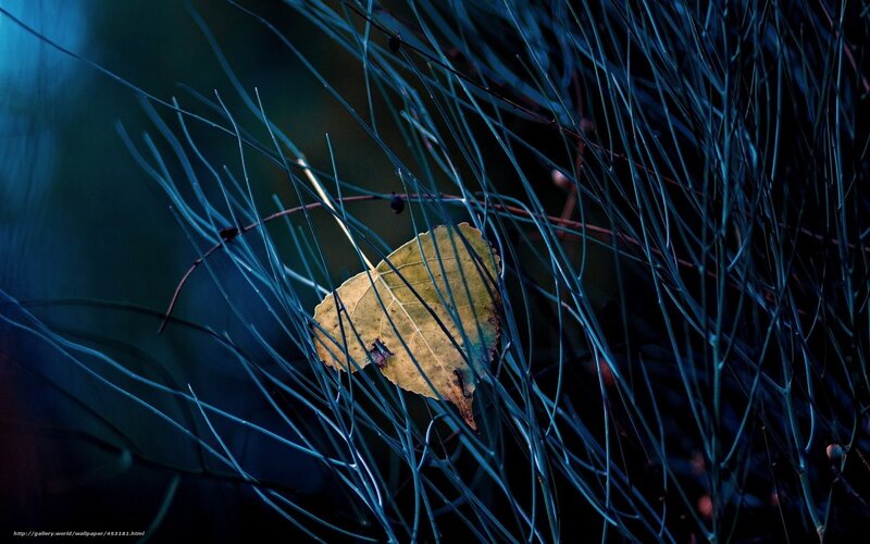 Leaf among thin branches