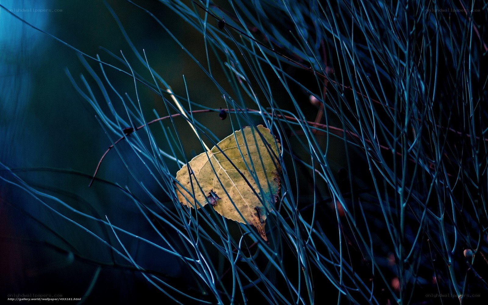 Leaf among thin branches