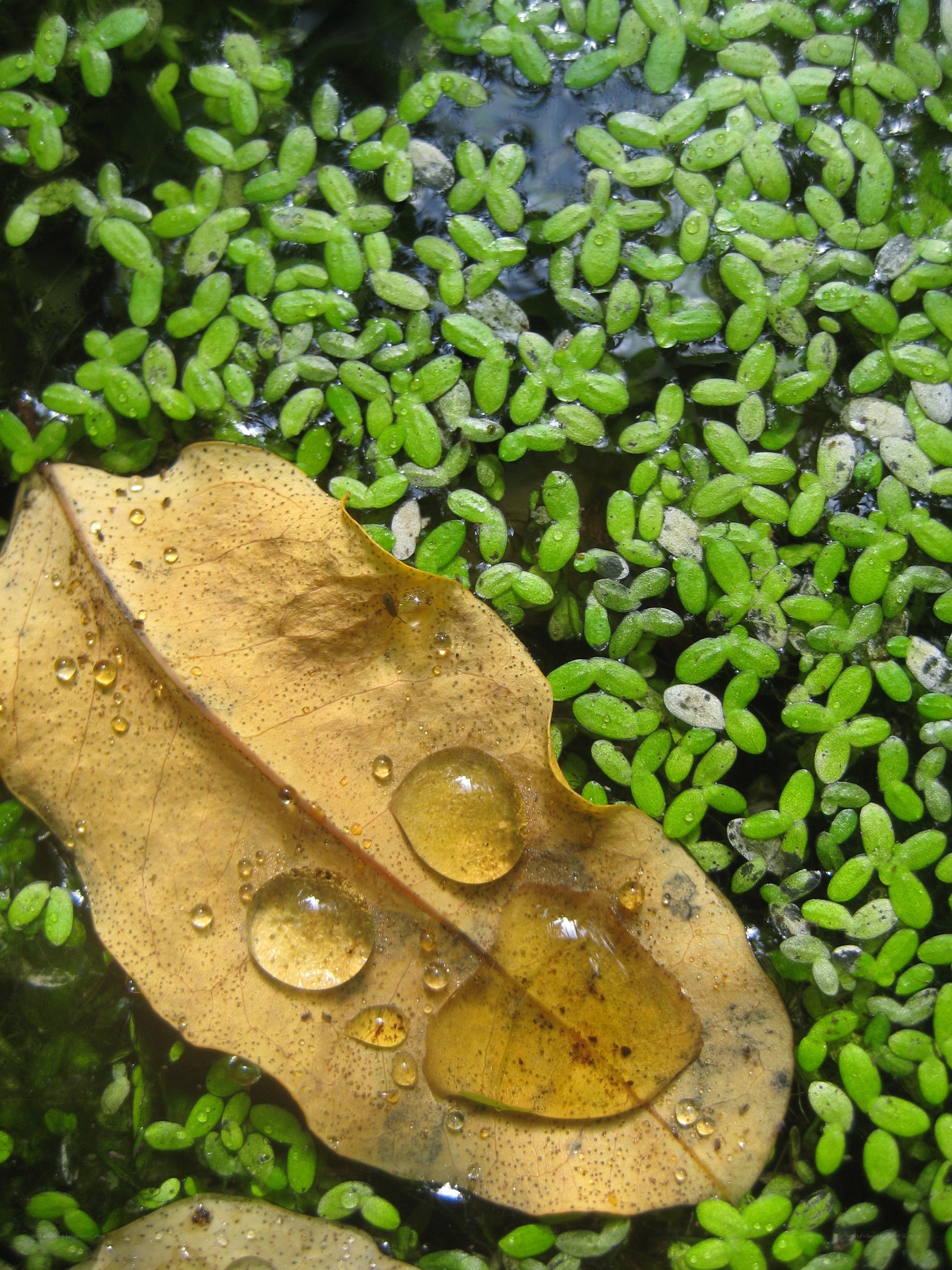 Leaf and duckweed on water