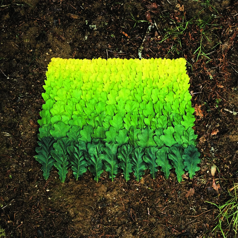 Leaf art gradient on forest floor