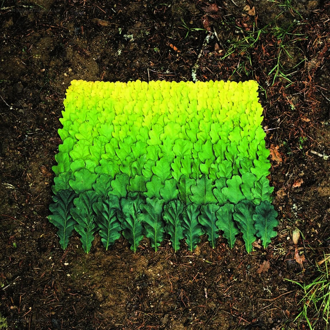 Leaf art gradient on forest floor