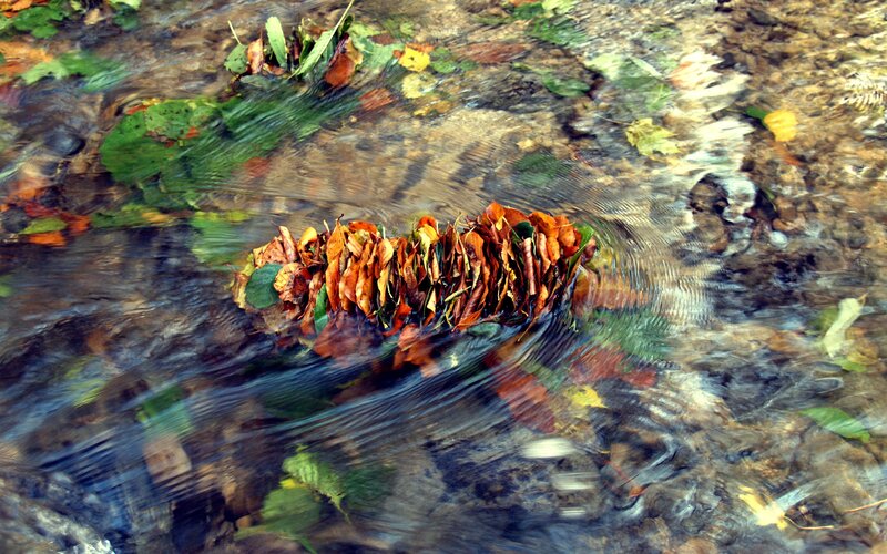Leaf Bundle in Stream