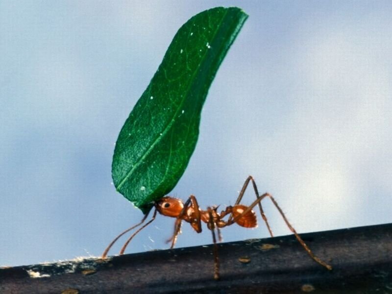 Leaf-carrying Ant