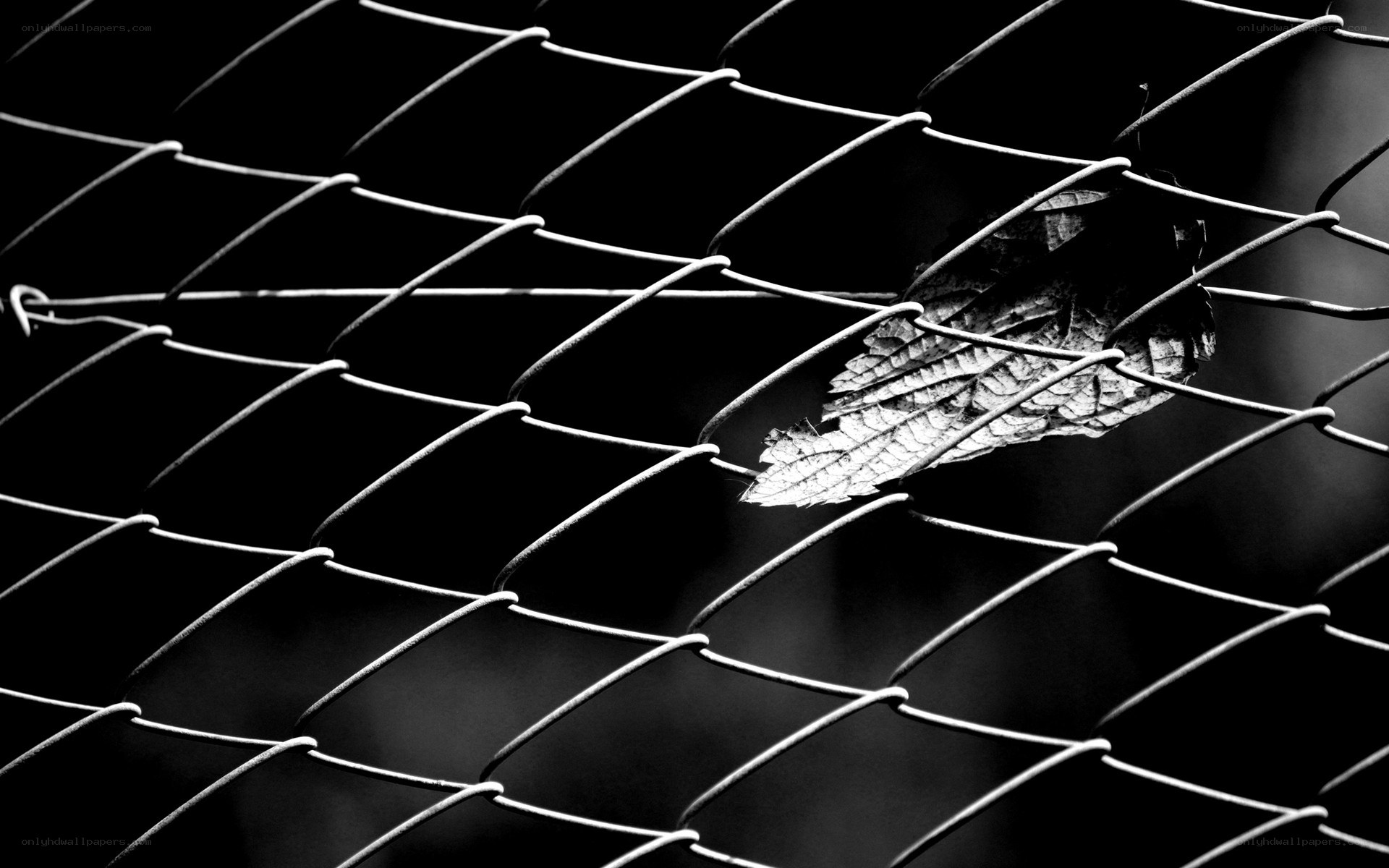 Leaf caught in chain-link fence