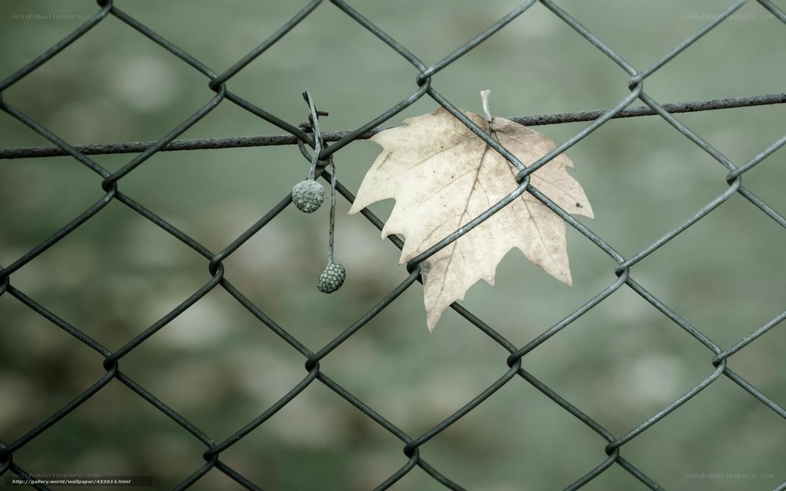 Leaf caught in chain-link fence