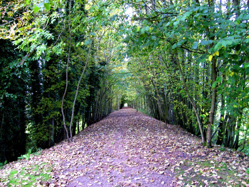Leaf-covered Path in Forest