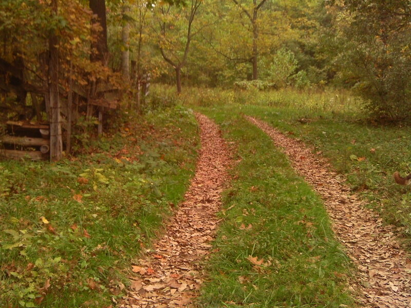 Leaf-covered Path in Woods