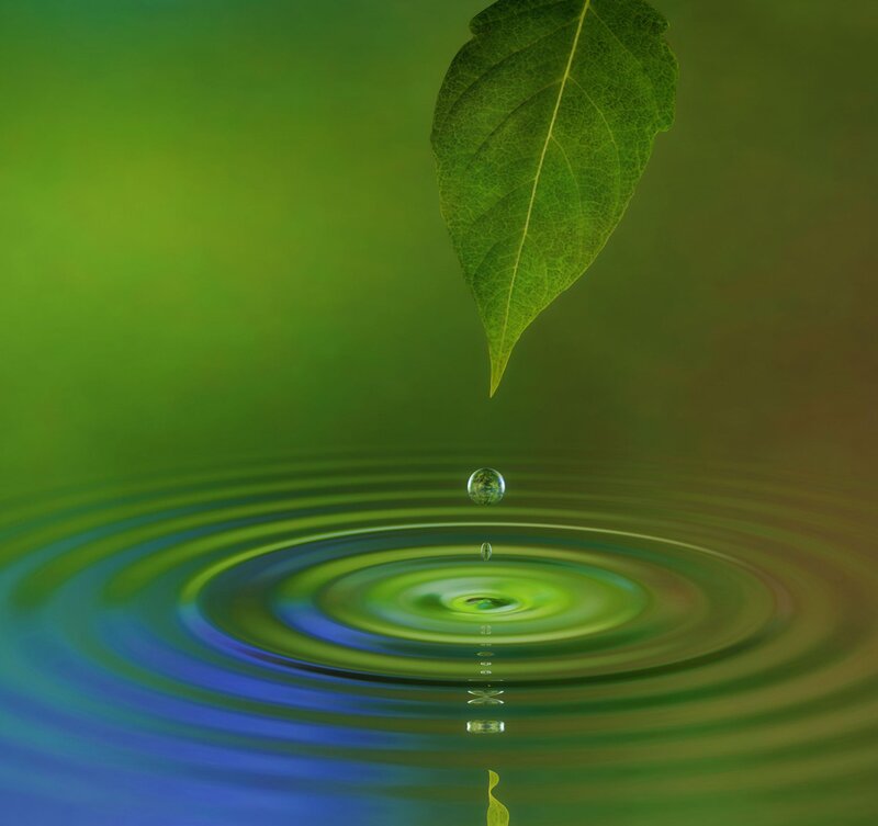 Leaf Dropping Water Drop