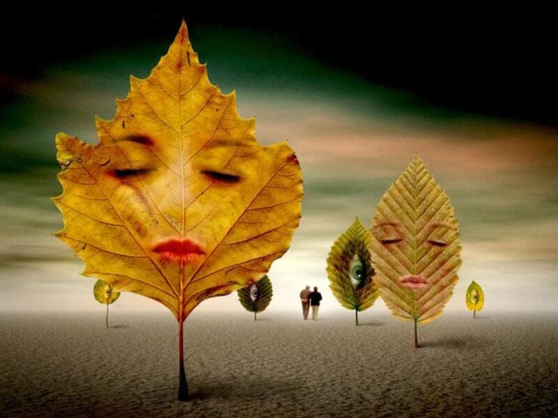 Leaf Faces in Field