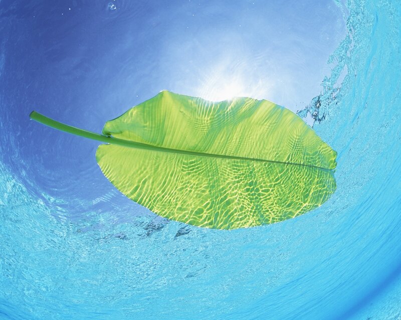 Leaf floating in clear water