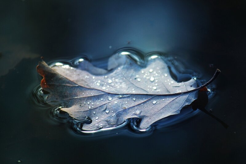 Leaf Floating in Water