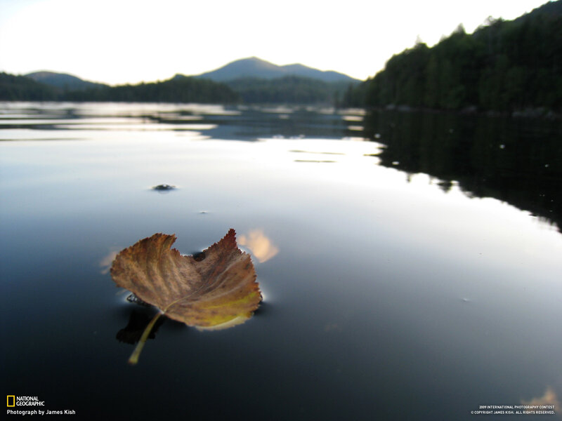 Leaf floating on a calm lake