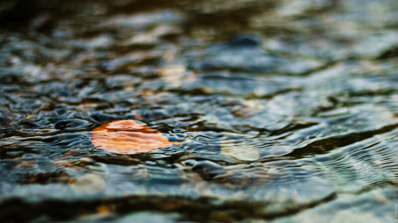Leaf floating on a stream