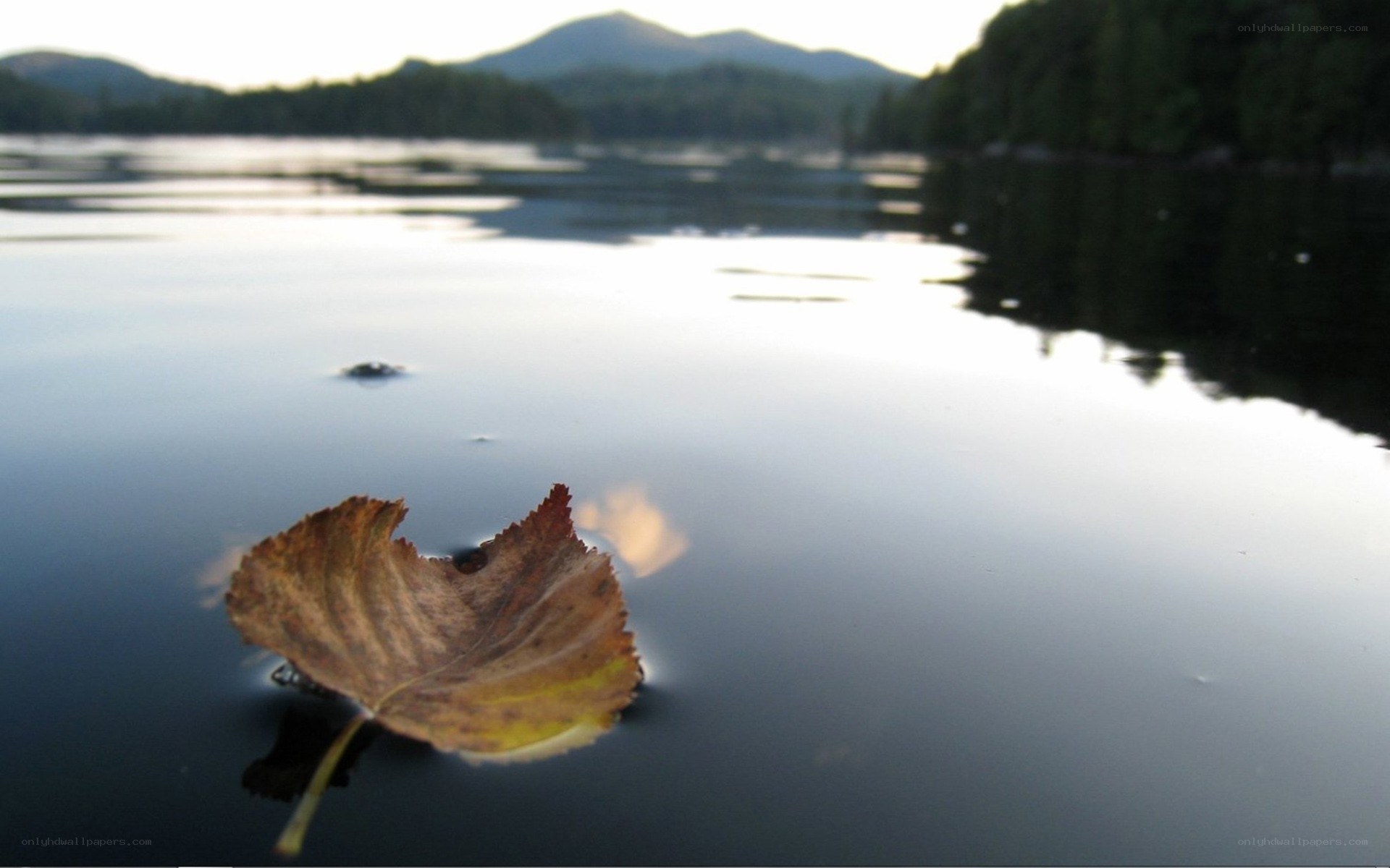 Leaf floating on calm lake