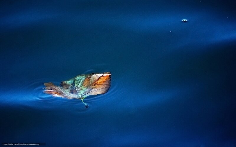 Leaf floating on dark water