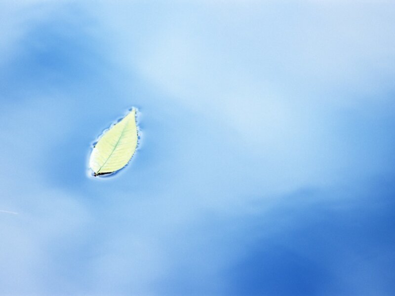 Leaf floating on water