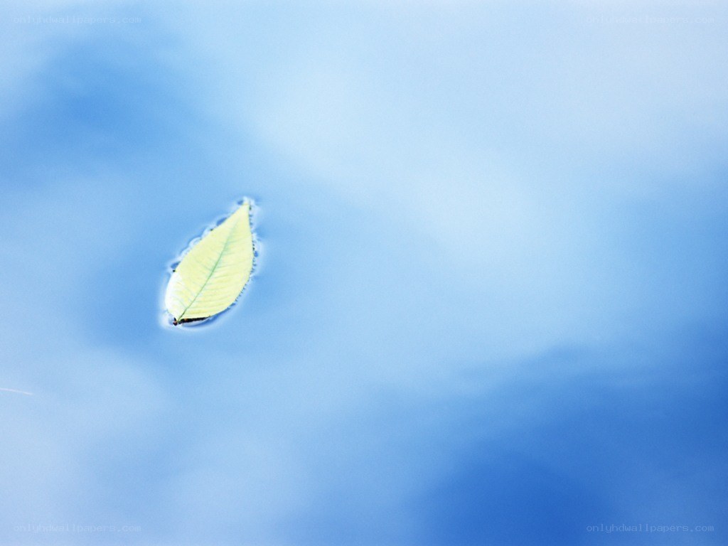 Leaf floating on water
