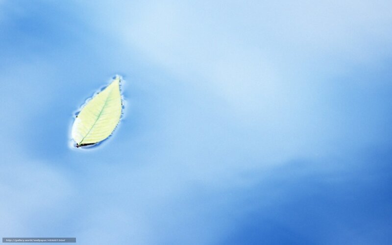 Leaf floating on water