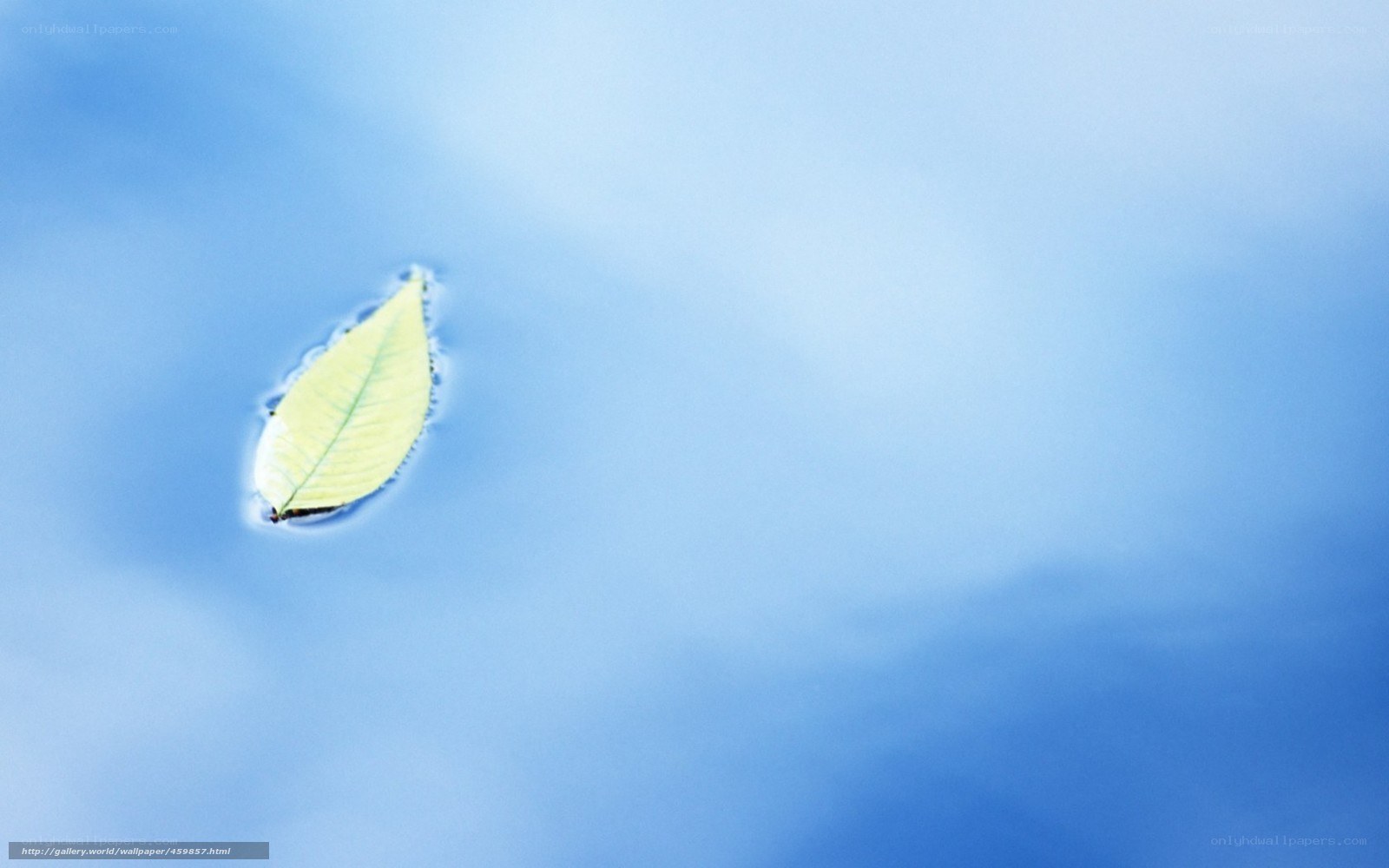 Leaf floating on water